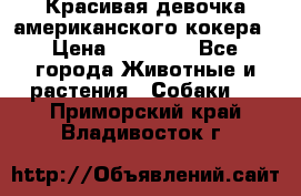 Красивая девочка американского кокера › Цена ­ 35 000 - Все города Животные и растения » Собаки   . Приморский край,Владивосток г.